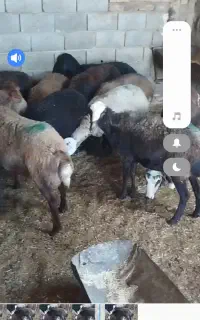 ۲۰ عدد میش افشار جون آبستن