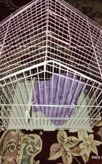 قفس