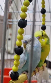 پرنده