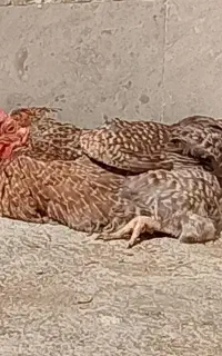 مرغ و خروس
