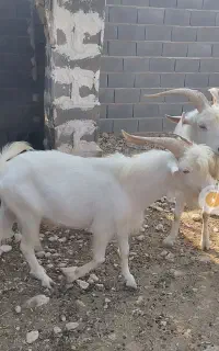 نر بز سانن
