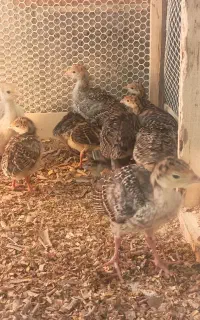 جوجه بوقلمون برنز و بوربورن
