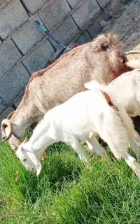 بز جوان دوقلو زا با دوکهره نرماده بزرگ