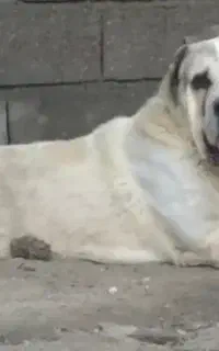 سگ الابای نر 17ماهه نگهبان سرابی پژدر ژرمن افغان