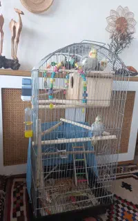 عروس هلندی با قفس و تجهیزات