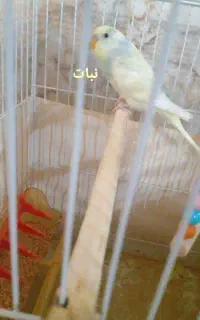 مرغ عشق