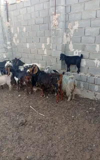 بز وکهره