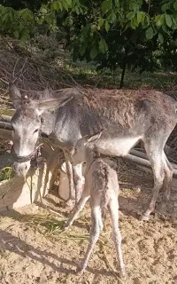 الاغ ماده سالم شکم اول + کره ماده ۲ روزه