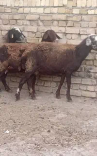 میش افشاری
