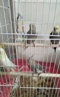 عروس هلندی 4جفت