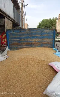 گندم