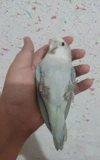 کوتوله برزیلی فوق العاده دستی و خاص همراه قفس بزرگ