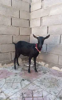 بز مورسیا اصل با نربز مورسیا