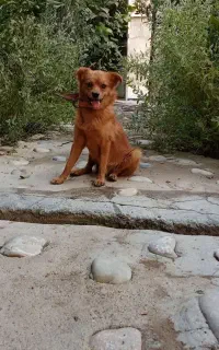 سگ خانگی