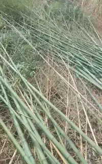 لوله بامبو