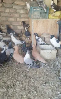 کبوتر