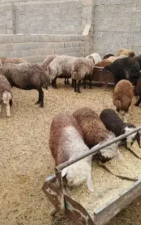 گله گوسفندداشتی