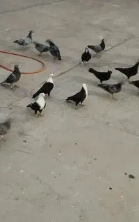 سبز المانی