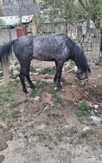 نریان به رنگ زیبای نیله ۶ ساله اهل و عاقل سواری