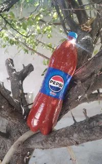 رب تازه