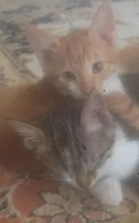 واگذار گربه نر
