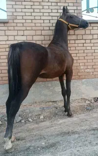 کره نریان ۲۲ماه بسیار آینده دار