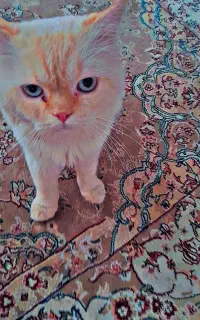 واگذاری گربه پرشین