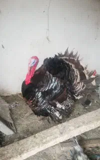فروش بوقلمون نر ماده مرغ خروس جوجه