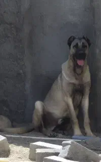سگ سرابی