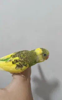 مرغ عشق