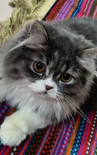 گربه خونگی  مهربون نازنازی