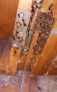 سمپاشی منزل سوسک و ساس و غیره با تجربه بالا
