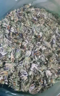 گل ساعتی خشک