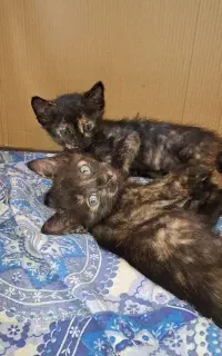 واگذاری ۲ بچه گربه