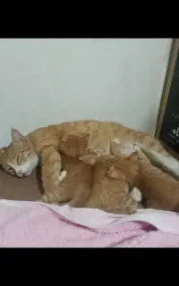 گربه گمشده