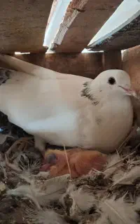 کبوتر تک پر