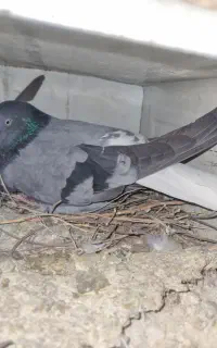 فروش کبوتر