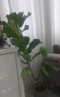 گل زیبای فیکوس لیراتا