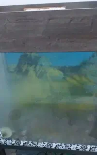 آکواریوم