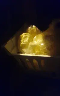 فروش مَسکه گاو
