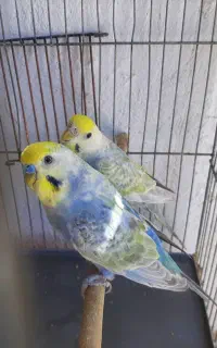 مرغ عشق رینبو و رنگین کمانی