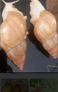 حلزون البینو