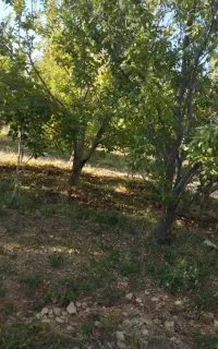 علف زنی