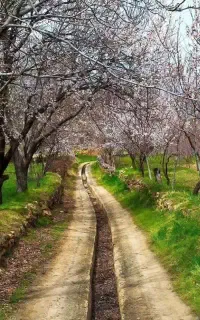 نشا چلتوک