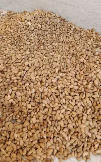 بادام بدون تلخ درجه یک