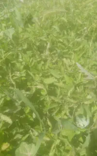 فروش نهال گوجه