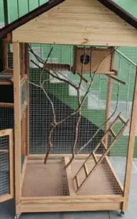 کبوتر پیدا شده