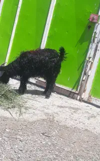گوسفند