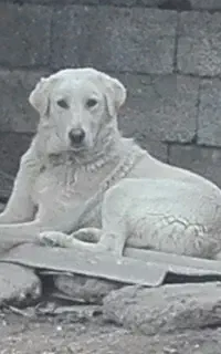 حیوانات اهلی