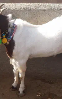 یک عدد بزغاله نر